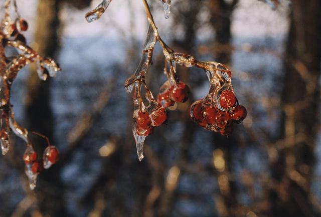 Red Berries in Ice