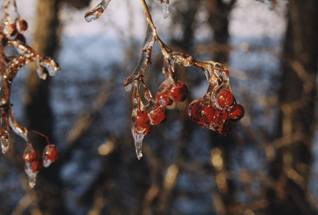 Red Berries in Ice