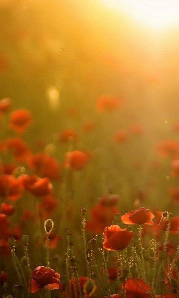 Wallpaper 0088