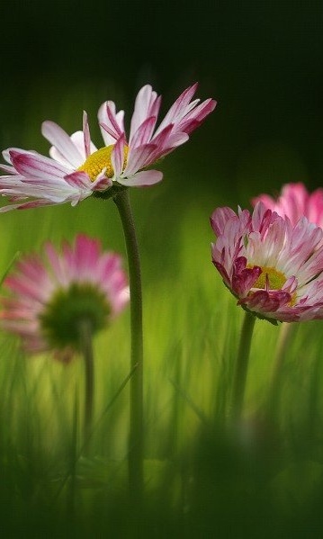 Wallpaper 0094