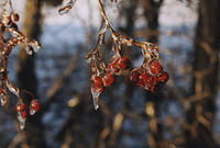 Red Berries in Ice