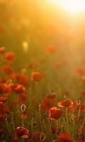 Wallpaper 0088